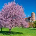 Krakau onderscheiden door Green Destinations